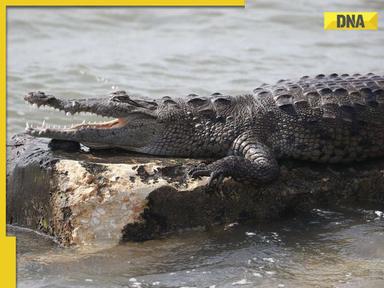 Viral video: Crocodile enters flood-affected residential area in Vadodara, watch