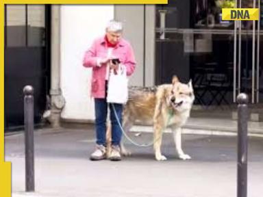 Woman strolls through Paris with 'wolf-like' pet, video goes viral