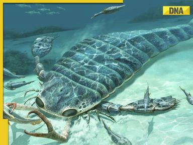 Fossil shows giant 8-foot sea scorpion, larger than humans found in...