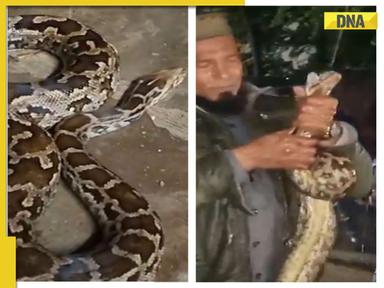 Viral video: As rain batters Hyderabad, giant Burmese python spotted crawling on streets, WATCH 