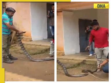 Viral video: 11-foot long king cobra found in house and..., WATCH 