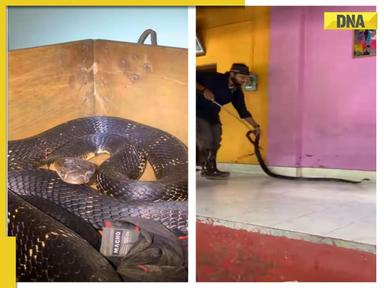 Viral video: 9-foot long cobra found hidden in bedroom, leaves internet dumbfounded, WATCH 