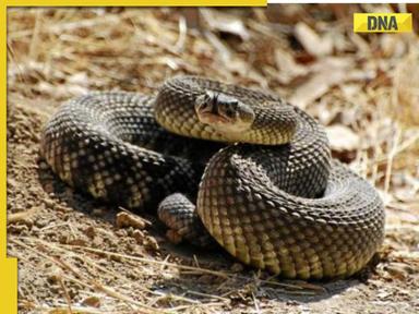 Viral Video: Snakes found in Tamil Nadu's toilet due to poor sanitation, internet reacts, watch