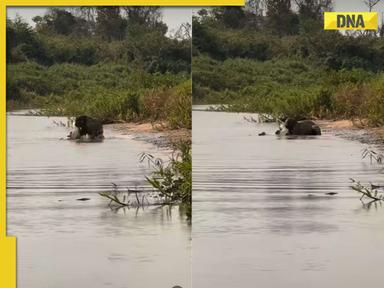 Watch: Video of Jaguar's deadly fight with crocodile go viral, who won?