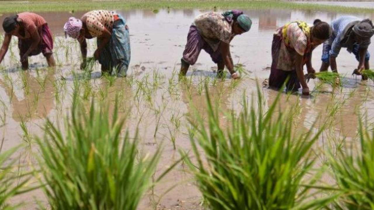 Krishi Darshan is aired on DD National and DD Kisan