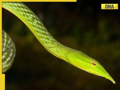 SEE PIC: New snake species with 'very big nose' found in India, its length is…