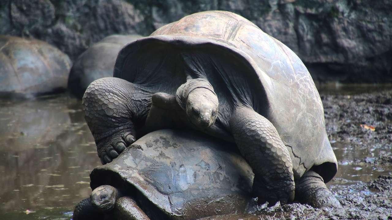 Aldabra Atoll - Seychelles