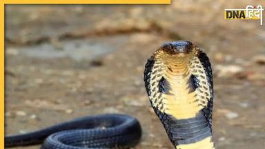 Noida की Amity University में लेक्चर के दौरान पहुंचे नागराज, एसी वेंटिलेशन से King Cobra निकलता देखकर उड़े होश