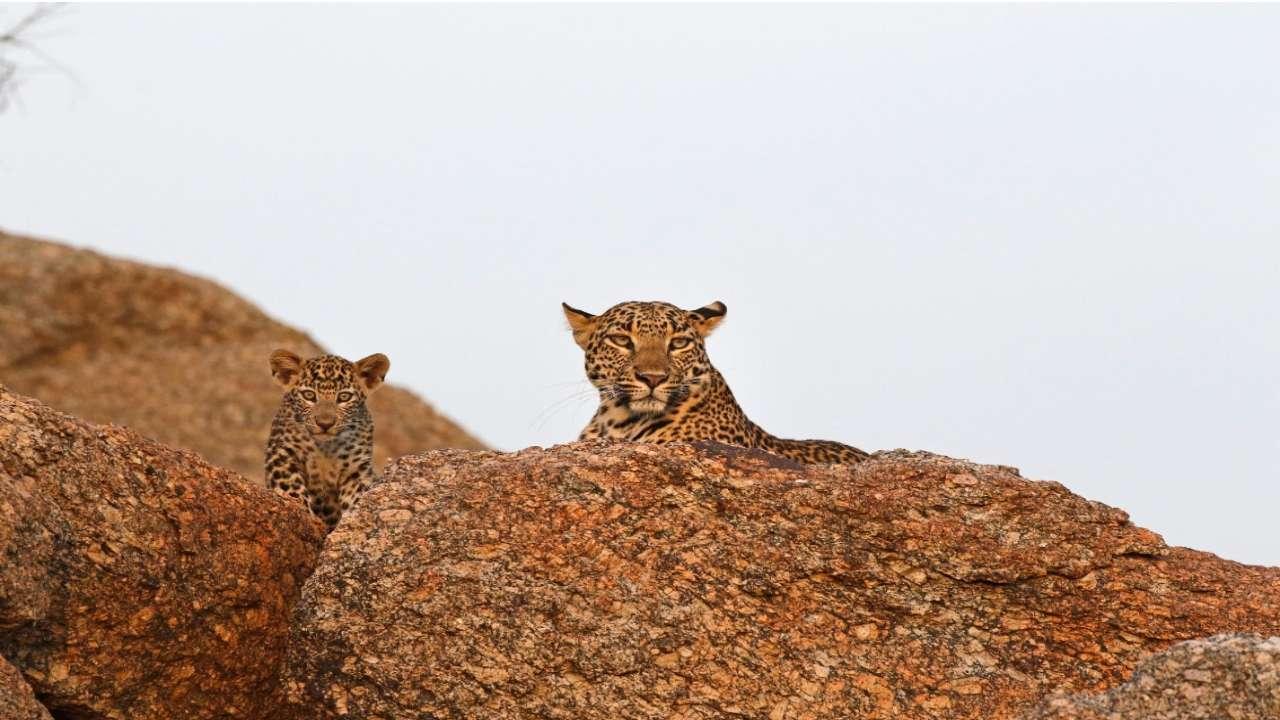 Leopard safari