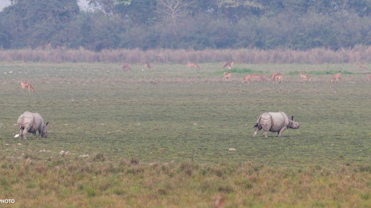 पहली बार कब मनाया गया राइनो डे