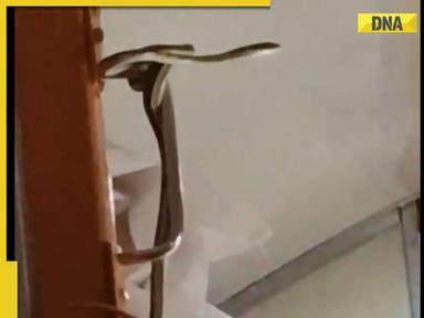 'Forest park inside trains:' Snake spotted inside AC coach of Garib Rath express, netizen react; Watch viral video