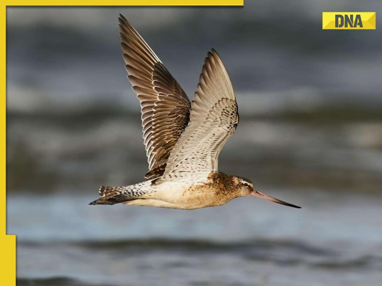 This bird flies for months covering 12000 kms without landing