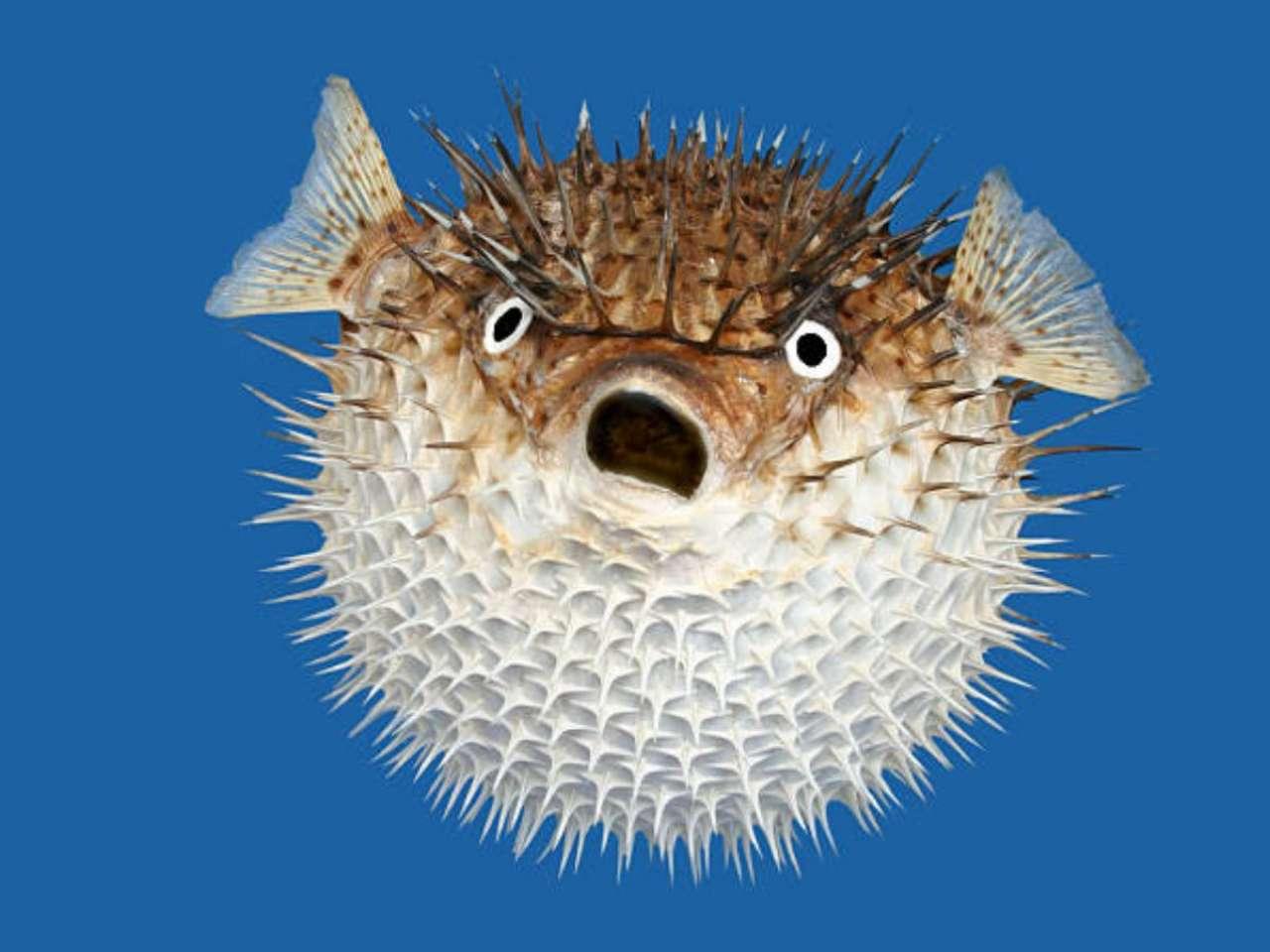 Pufferfish: