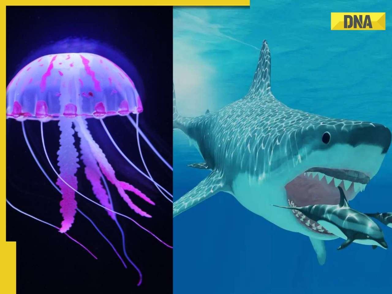 World's deadliest sea creatures