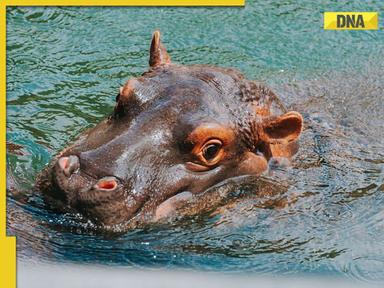 Bizzare! Hippo drags 63-year-old to river bottom, know what happened next