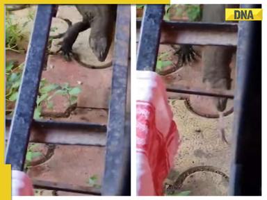 Mumbai rains: 'So cute': Viral video shows giant lizard roaming in housing society, WATCH 