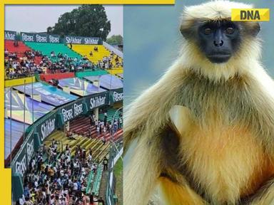 Kanpur stadium authority hires langurs for India vs Bangladesh 2nd Test; Here's why