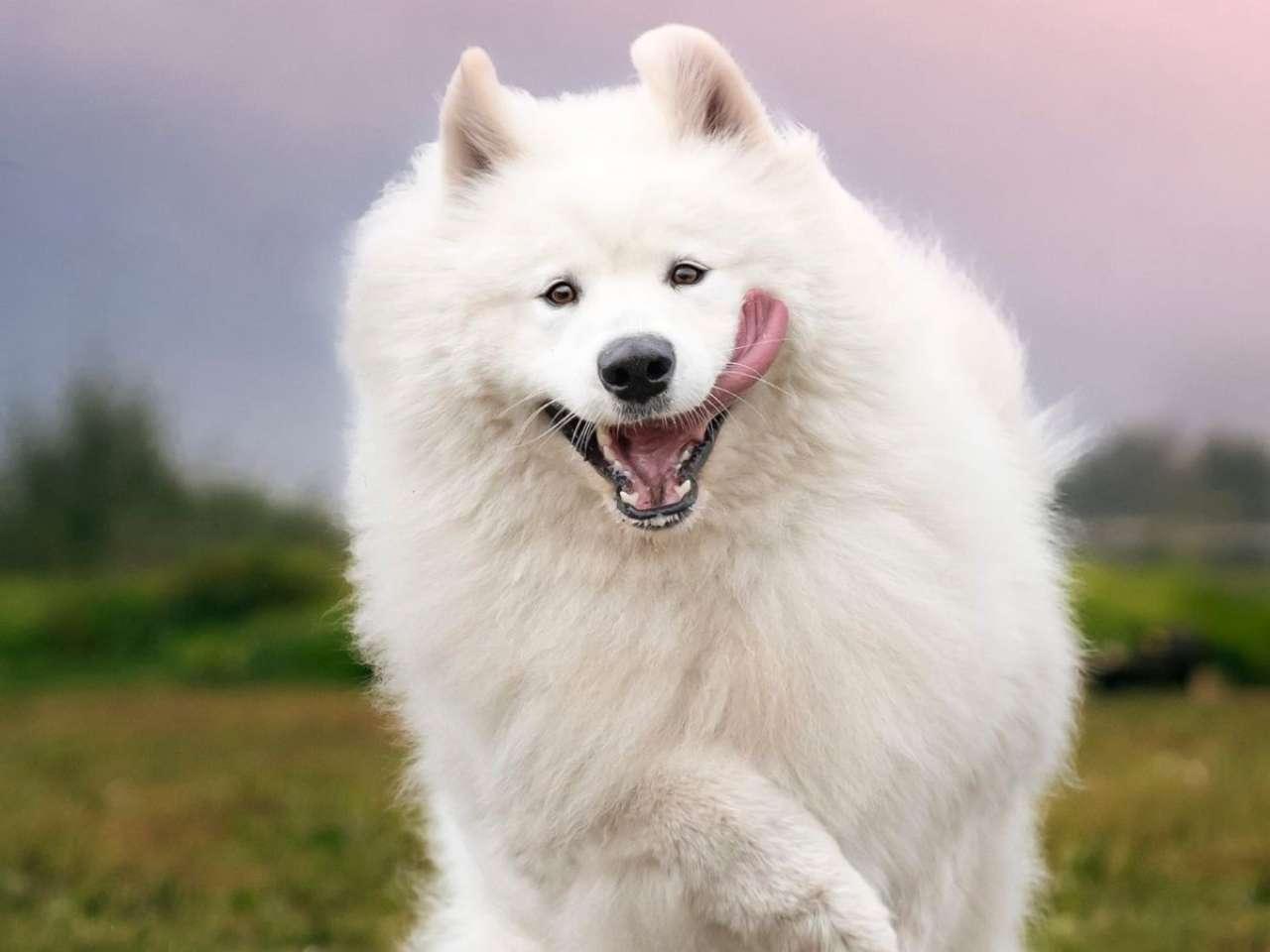 Samoyed: