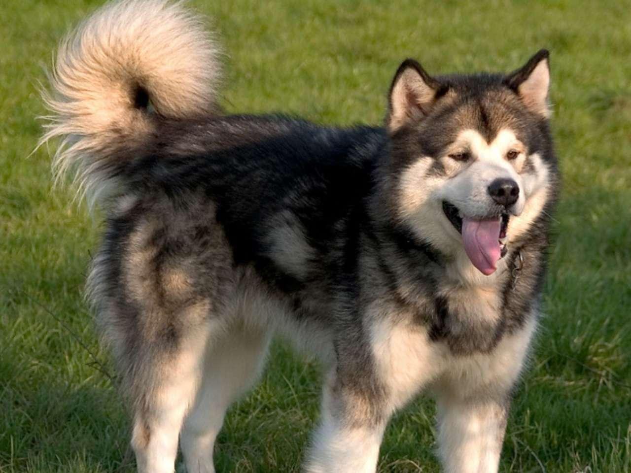 Alaskan Malamute: