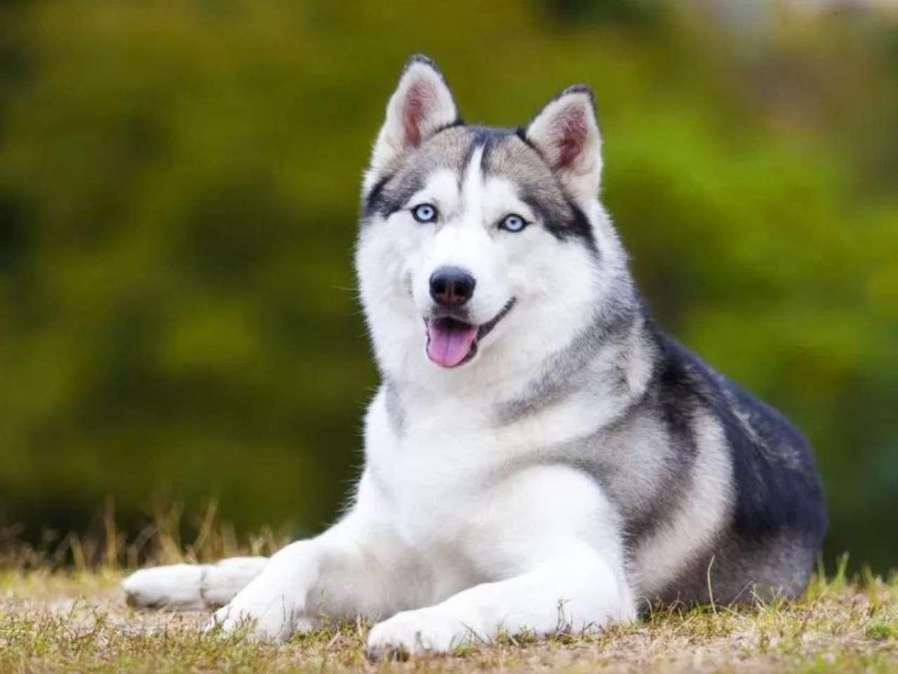 Siberian Husky: