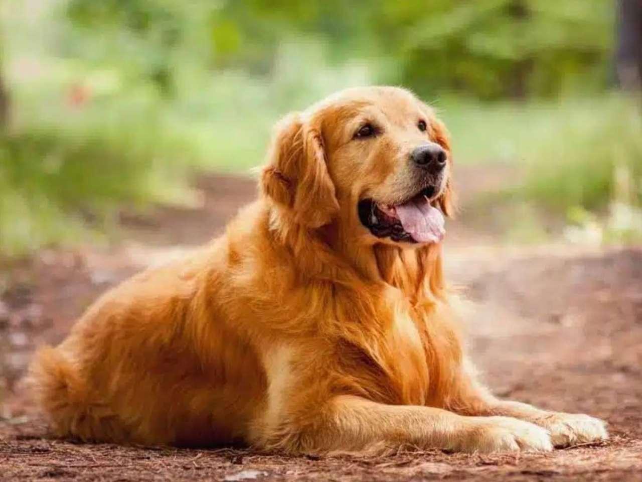 Golden Retriever: