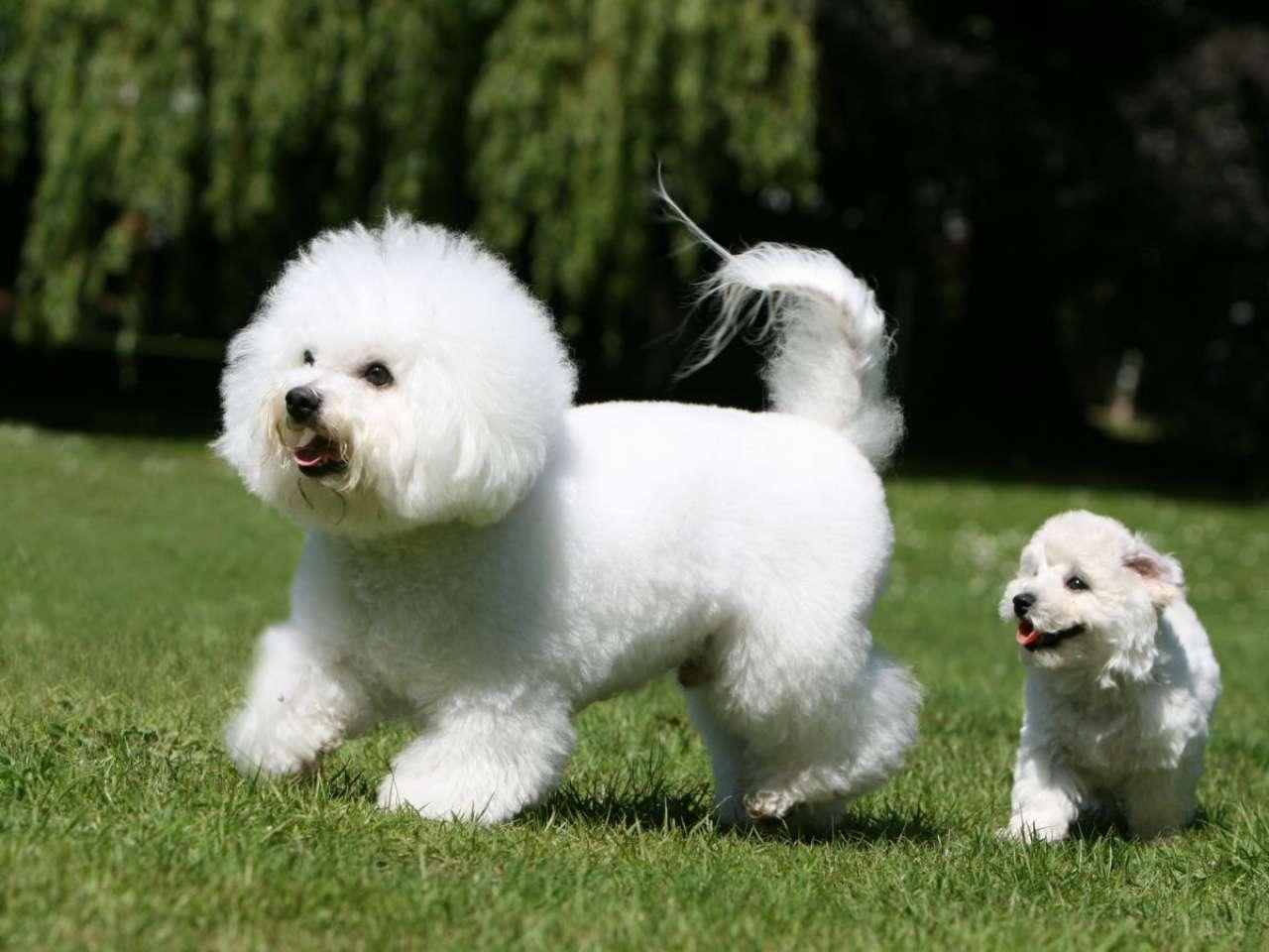 Bichon Frise: