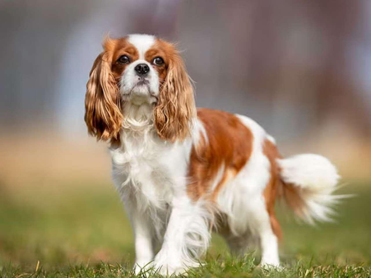 Cavalier King Charles Spaniel: