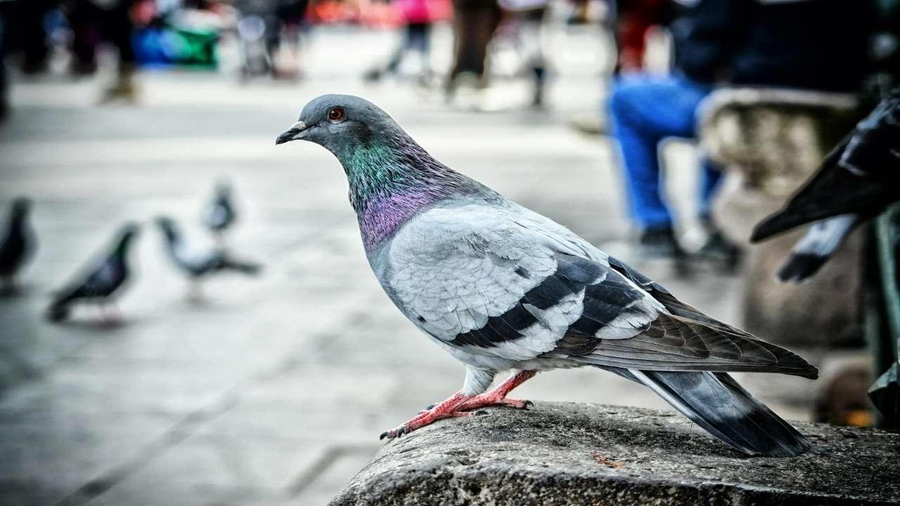 How do pigeon droppings lead to respiratory diseases?