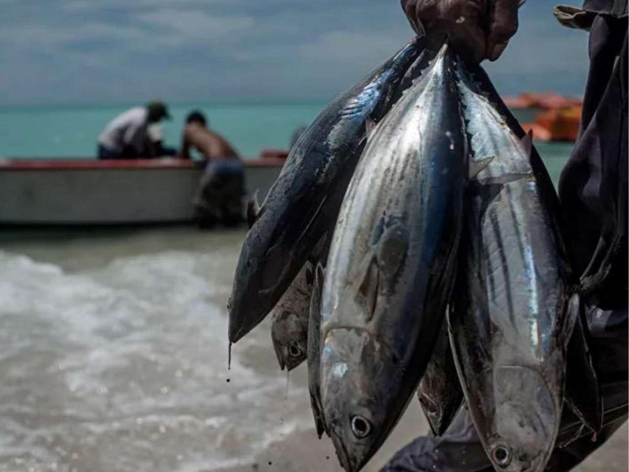 Tuna