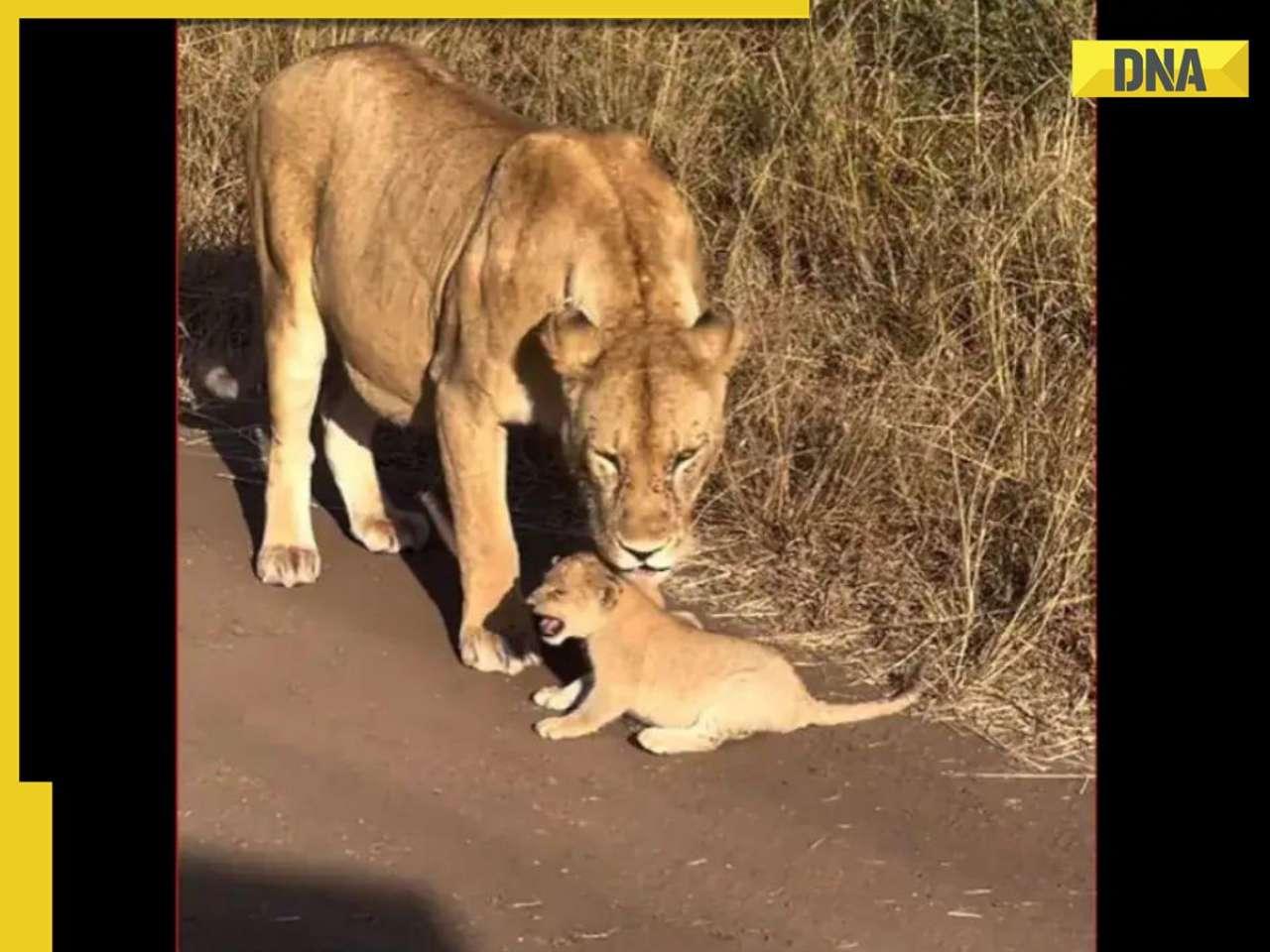 'Mom Being Mom': Heartwarming lioness- cub moment captured on camera, video goes viral