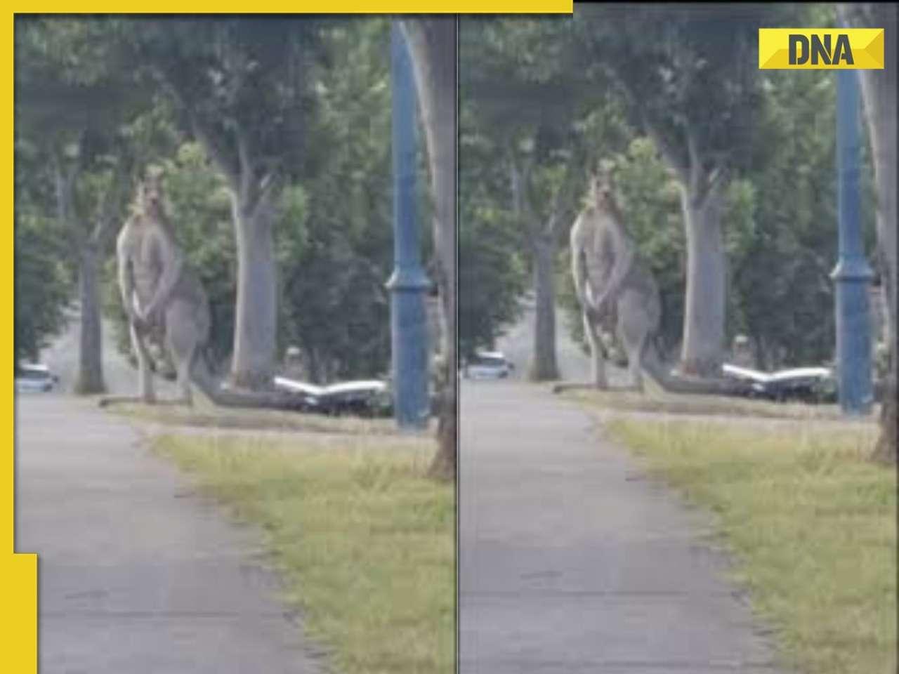 'Man this is too...': Video of massive 9-foot tall Kangaroo spotted in Australia goes viral, watch  