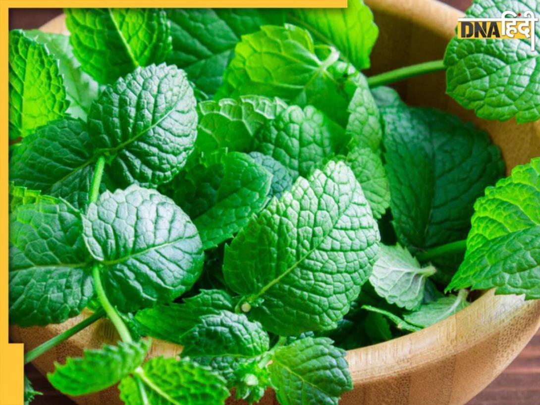 Mint Leaves Benefits: पेट, पाचन और सिरदर्द के लिए फायदेमंद हैं पुदीने की पत्तियां, मिलते हैं कई सारे लाभ