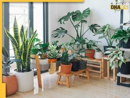 Best Indoor Plants: ये इनडोर प्लांट्स होम डेकोर के लिए ही नहीं, घर में शुद्ध ताजी हवा के लिए भी हैं बेस्ट